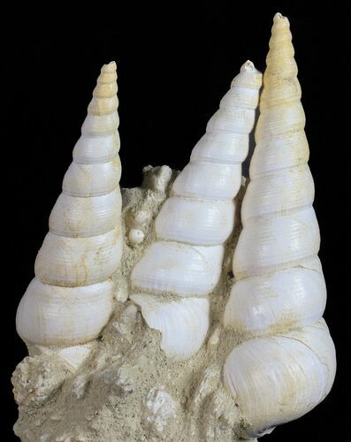 Fossil Gastropod (Haustator) Cluster - Damery, France #56388